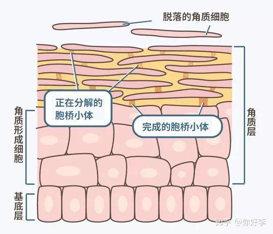 男人掉头发吃什么最补？