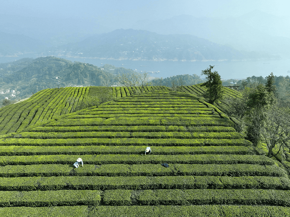 别再“直话直说”了，真的伤感情——夫妻间的沟通技巧①