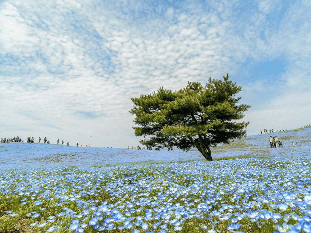 它以其独特的自然美景和浓厚的文化底蕴而吸引着众多游客